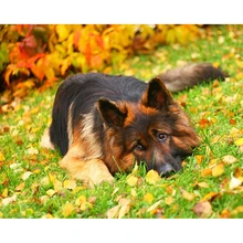 DIY, полный, алмазная вышивка, природа Пособия по немецкому языку Шеперд, фото на заказ, Алмазный живопись, вышивка крестом, 3D, Алмазная мозаика, украшения JS1489