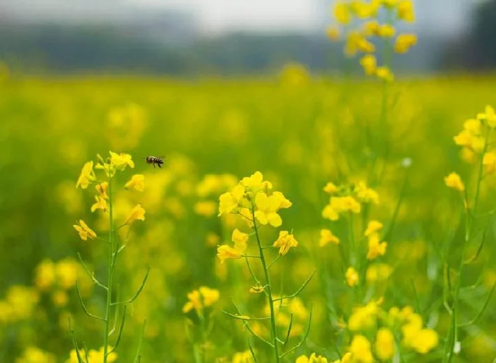 500 шт 97% сломанная пыльца для рапса Предотвращение простаты улучшение мужских способностей, натуральный Банк питания