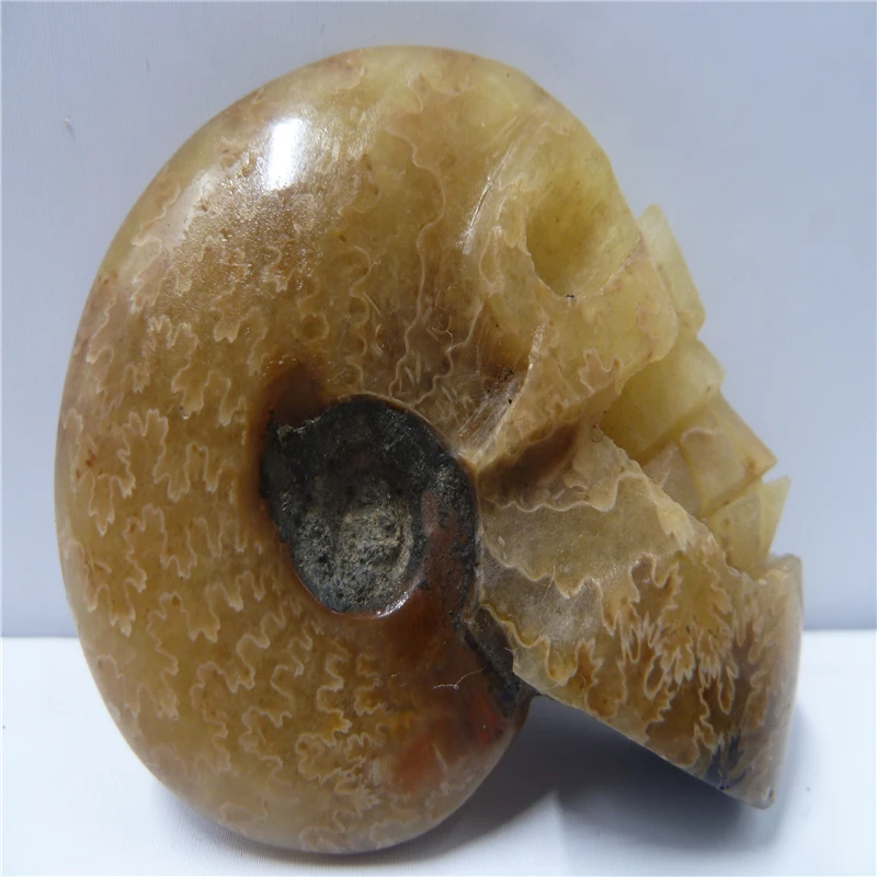 

NATURAL Conch fossil Crystal carved skull HEALING T499