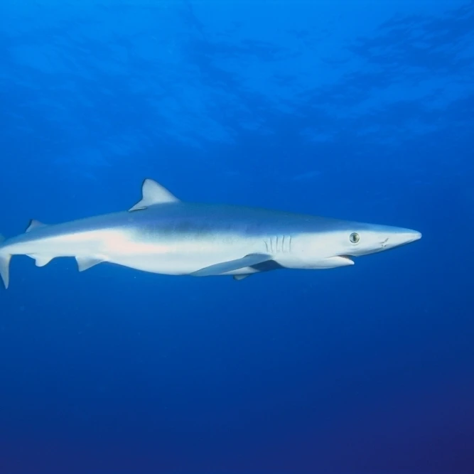 California  Blue Shark (Prionace Glauca) Clear Blue Water Near Surface  Side View Poster Print (38 x 24)