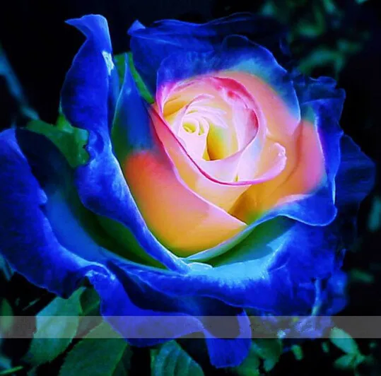 

2016 new 100 Blue Pink Yellow Rose rare color ,rich aroma, DIY Home Garden Rose Plant crazy promotion-S0104