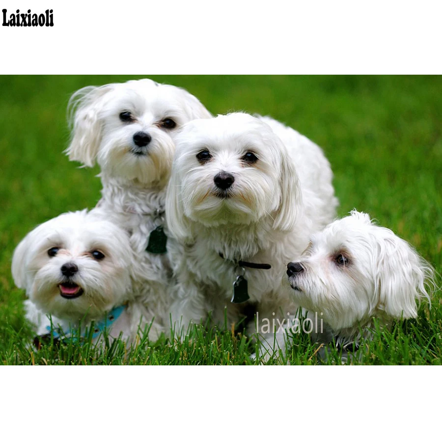 

5d diamond painting cross stitch Maltese Dog diy 3d diamond embroidery beads mosaic full square round drill rhinestones painting