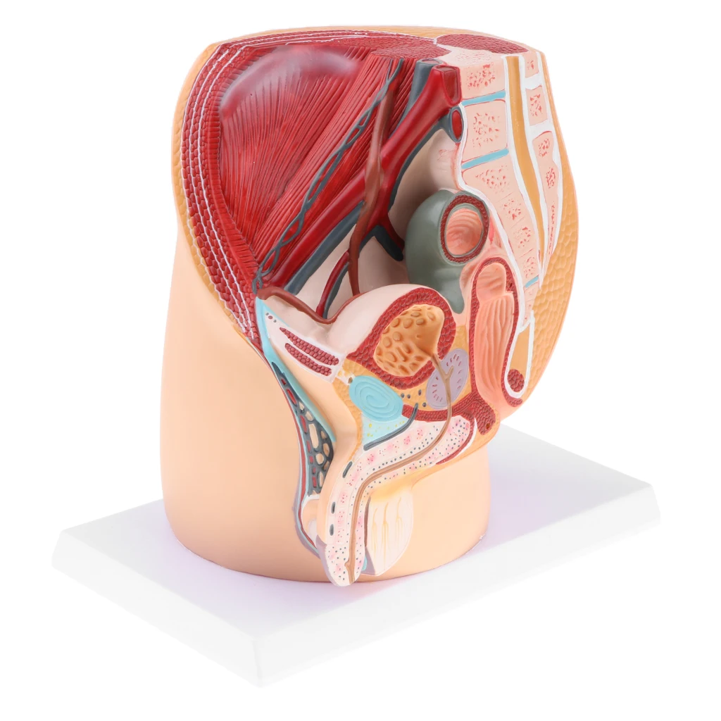 

Anatomical Sagittal Section of 1:1 Human Male Pelvic Cavity Reproductive System Model Education Demonstration Medical Study