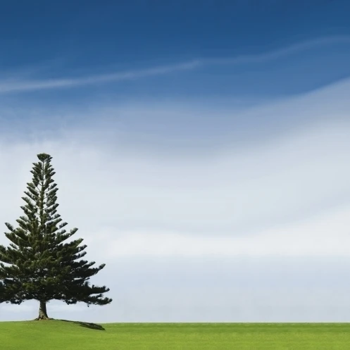 A Coniferous Tree Standing Alone In A Field Poster Print (44 x 20)