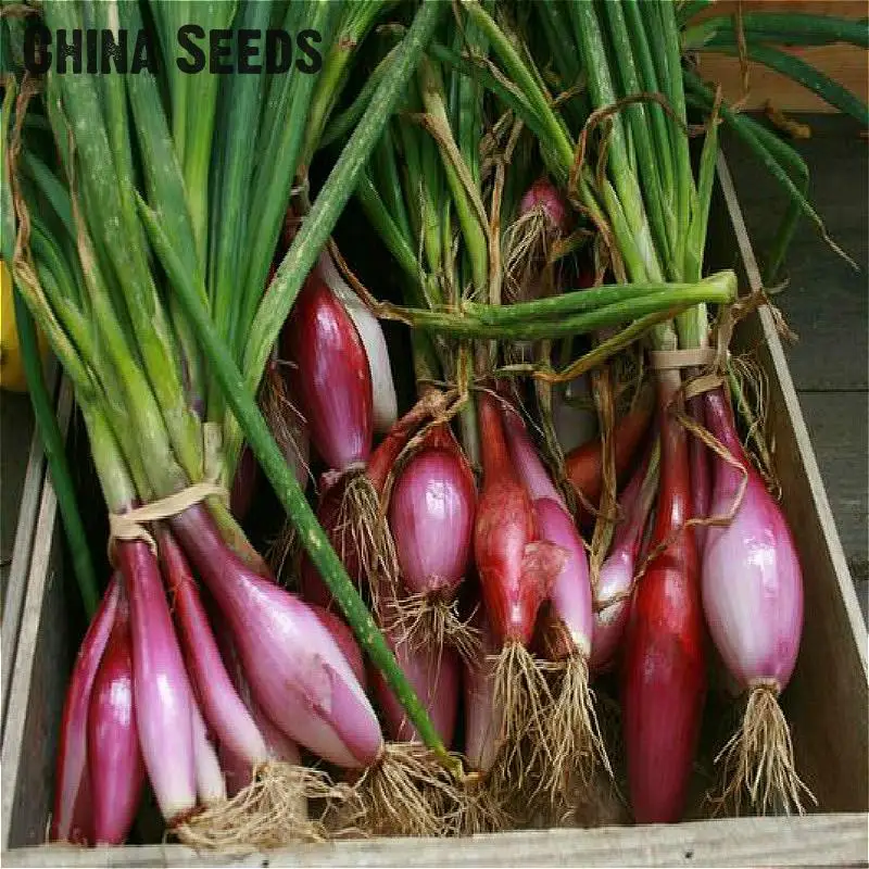 100pcs Red Onion Seeds Best Seeds Online Free Shipping Worldwide