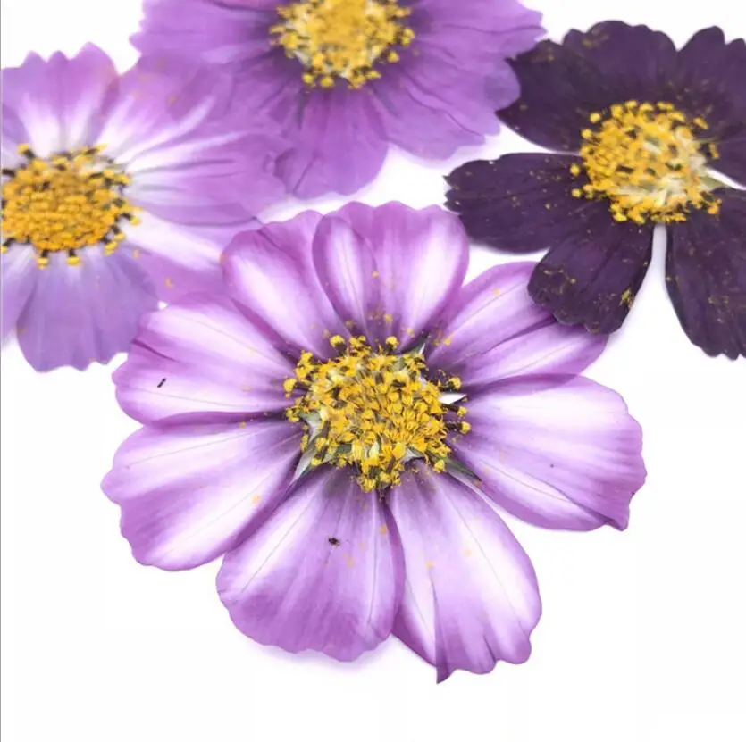 

120pcs Mixed Color Pressed Dried Flower Calliopsis Filler For Epoxy Resin Jewelry Making Postcard Frame Phone Case Craft DIY