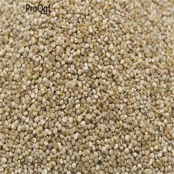 

8000Pcs A Set qinghai white Chenopodium quinoa