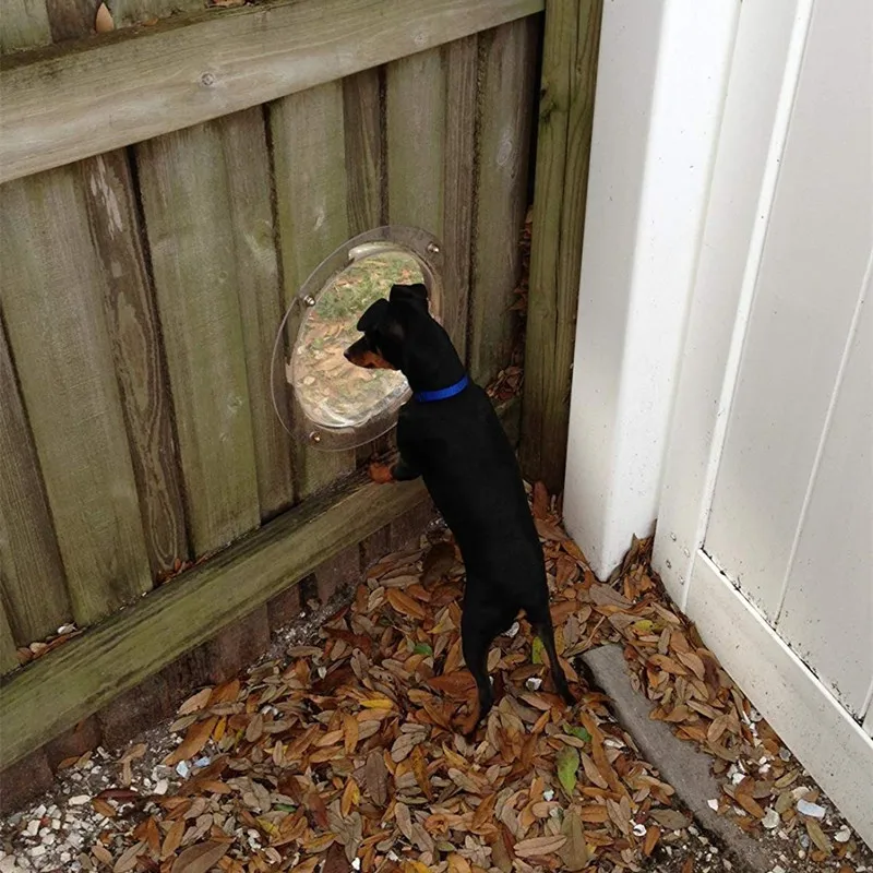 Dog Fence Window (3)