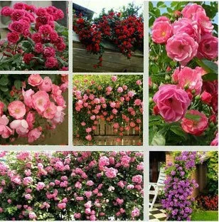 25 Color Chinese Peony Flowers Plants Potted Flowers Bonsai Garden 10 Pcs Seeds