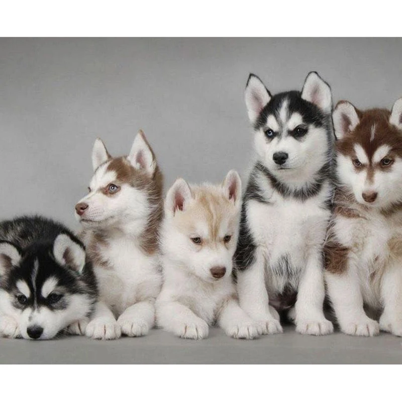 Animals-Series-Diy-Diamond-Painting-Huskies-Dog-Full-Drill-Mosaic-Rhinestone-Embroidery-Cross-Stitch-Kit-Needlework