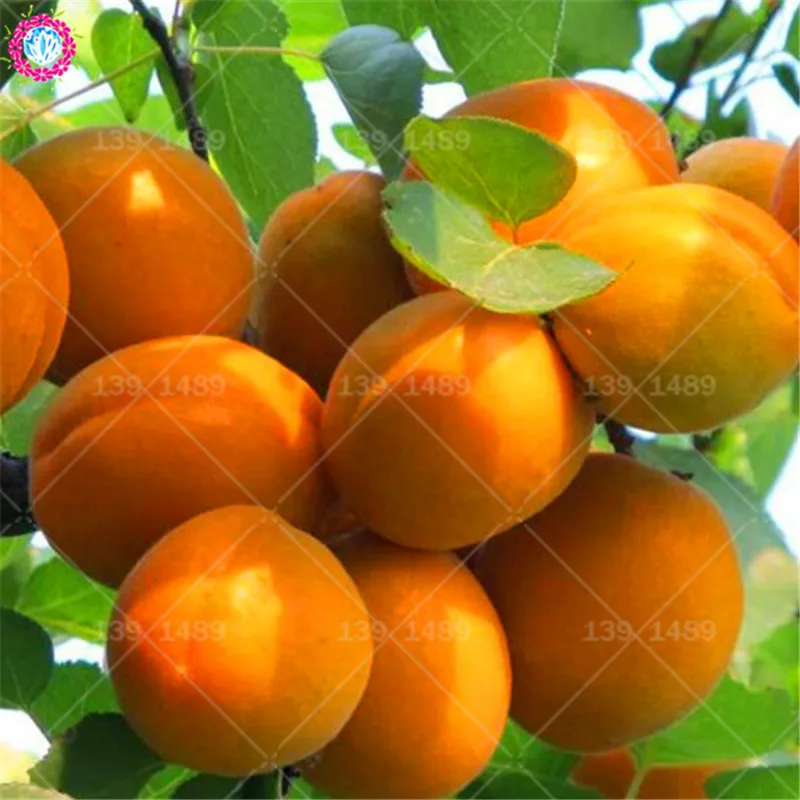 

2pcs giant apricot bonsai sweet fruit tender mouthwatering varieties apricot tree bonsai planted for home garden fruit plants