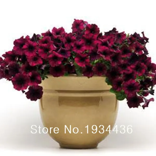 

50 pcs / lot Balcony Patio Potted Petunia Outdoor Perennial Blooming Wine Red Flower Easy Wave series for Home Garden Planting