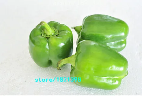 Зеленый перец падрон. Маленький зеленый острый перец. Чили острый перец зеленый зеленый. Перец горький зеленый. Перец чили зеленый.