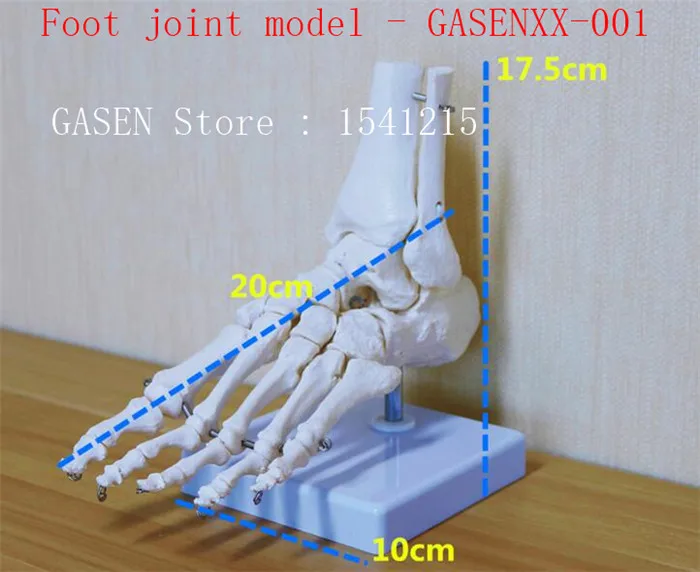 

Ankle joint Hand and foot surgical Medical Orthopedic specimens Skeleton model 1: 1 simulation Foot joint model - GASENXX-001