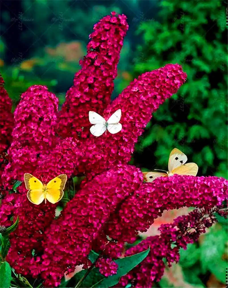 100PCS Japanese Lilac Bonsai Plant Butterfly Bush Potted Plant