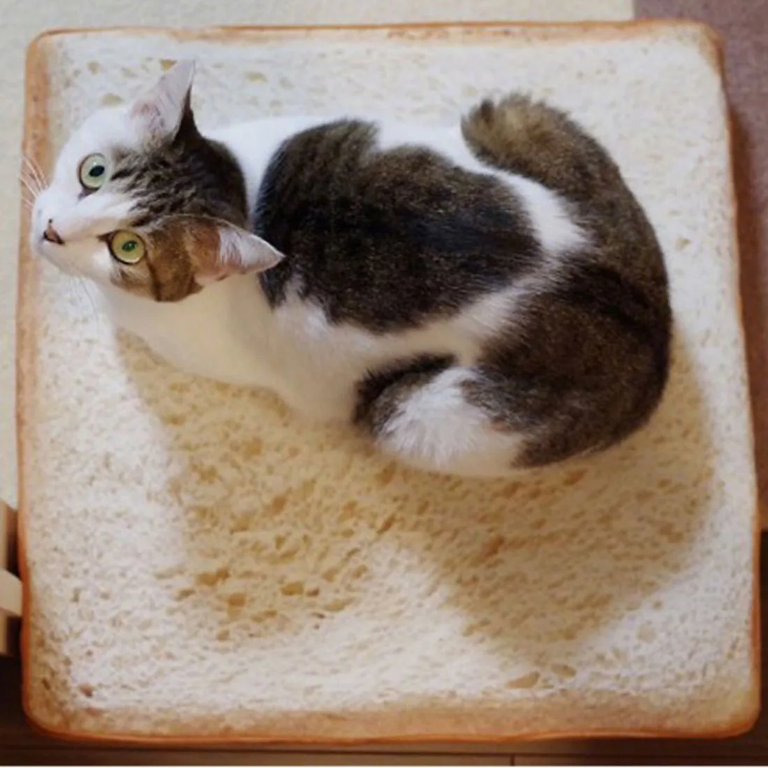 

Good Creative Toast Bread Shape Pet Mat Cushion Sponge Soft Comfortable Pet Dog Cat Pad Pets Mats Pet Supplies