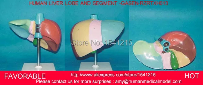 

HUMAN LIVER MODEL ANATOMICAL MODEL MEDICAL SCIENCE TEACHING SUPPLIES,HUMAN LIVER MODEL, LIVER MEDICAL MODEL -GASEN-RZRTXH013