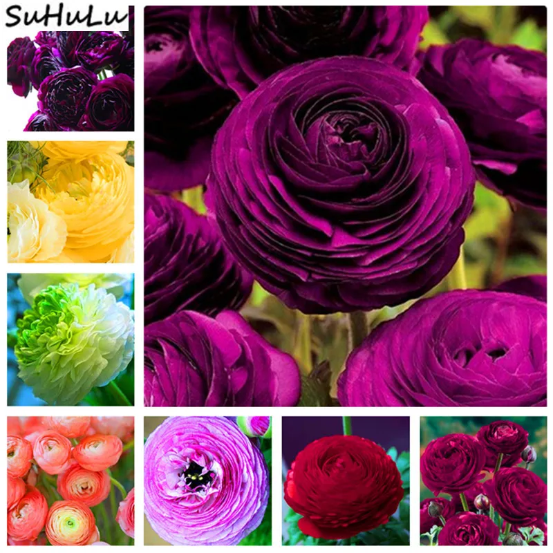 

200 Pcs Double Ranunculus Plant Flower flores Rare Bonsai Perennial Gorgeous Cut Flower DIY for Home Garden Ornaments Purifying