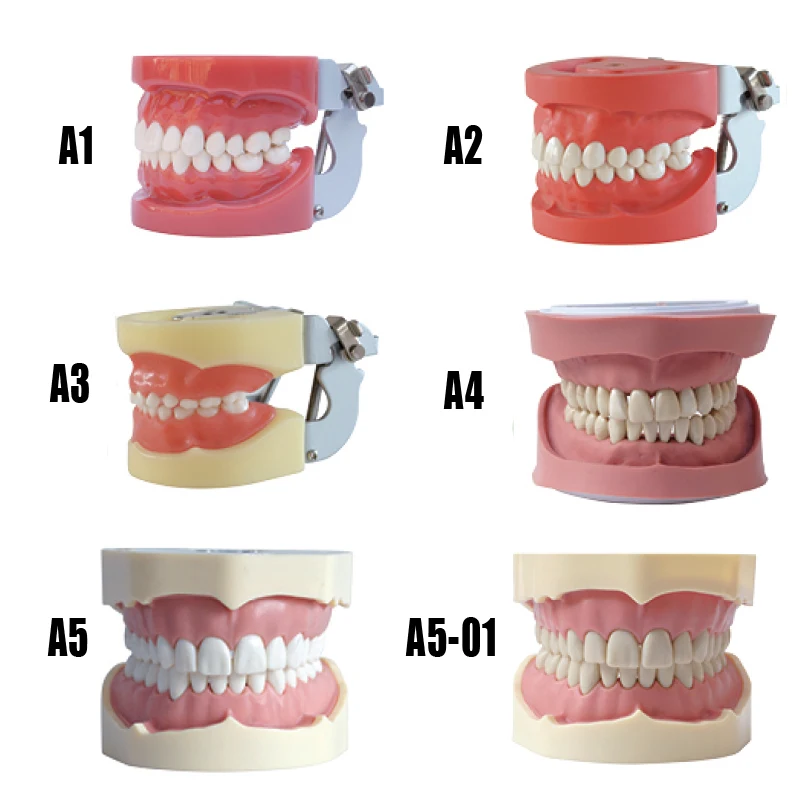 Buy Dental Tooth model Teeth Dental Hygiene Model with Hard Gum 28 tooth for