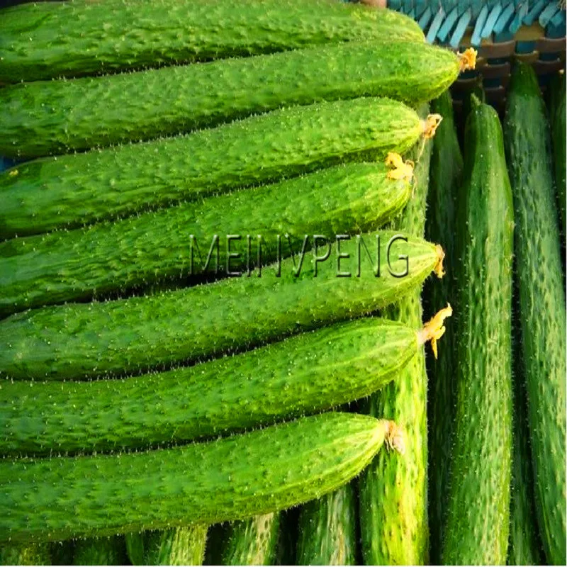 

New Arrival!Long cucumber bonsai,Chinese cucumb Organic vegetable plant Rare Fruit cucumbe for home garden,50flores