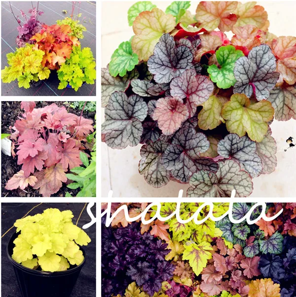 

Colorful Heuchera Seedling 100 Pcs Coral Bell Flower Bonsai Plants Flower Diy Beautiful Green Plant flowers for perennial garden