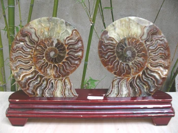 

New find! Pair*beautiful* Ammonites Fossil