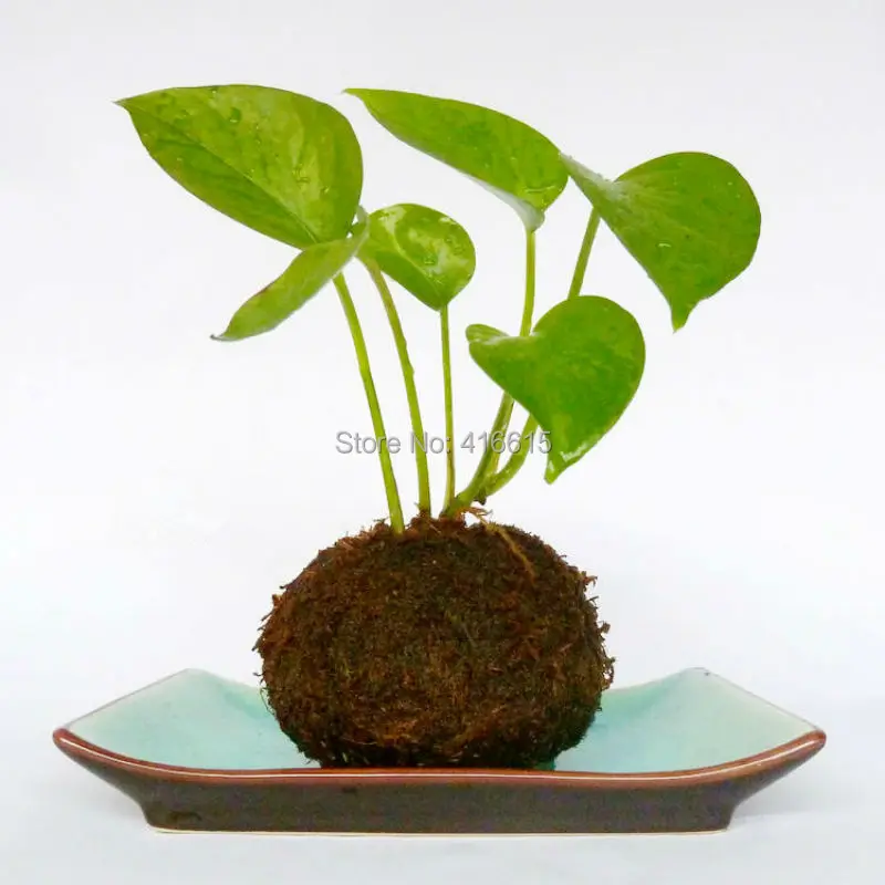 Kokedama моховые шары японский мох шар с Мохом семена личности небольшой вентилируемый цветочный горшок для орхидеи и бонсай