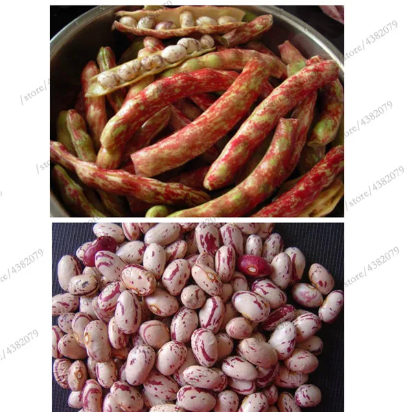 

20pcs Rushed Summer Virgo Family Loading Fruits And Vegetables bonsai Potted Safflower bean Terrace
