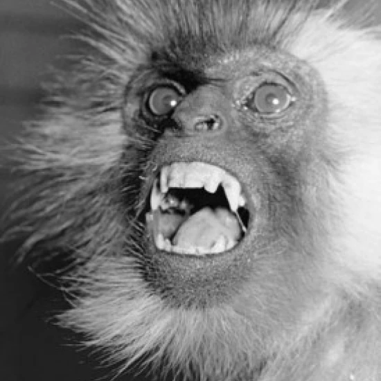 Close-up of a gray langur with its mouth open Poster Print (18 x 24)