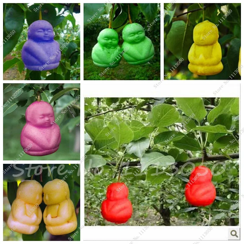 Family Fruit Indoor Fruit Trees Family Fruit Indoor Fruit Trees