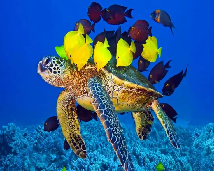 

Free Shipping Marine Life Canvas Printing Oil Paintings on Canvas Wall Art Decoration Paintings Home Decor Artwork XJDP-103