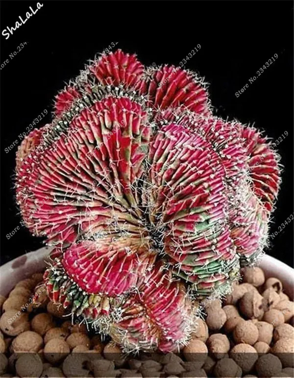 809B78F7C3873354B5DBFCCA8AE21BC4