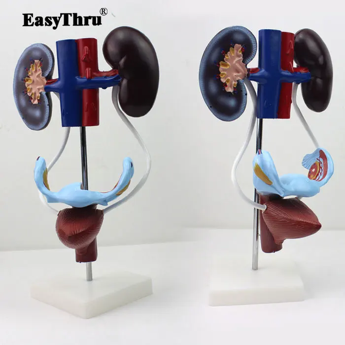 

Human Body Medical Female Genitourinary System Model Reproductive Anatomy Kidney Uterus Bladder Model Science Laboratory