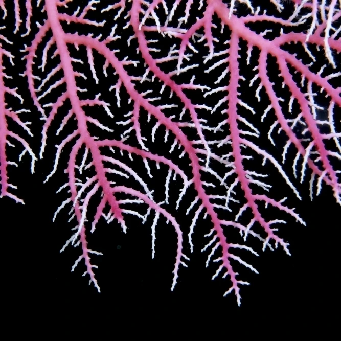 Papua New Guinea  Detail Of Pink Lace Coral (Stylaster Sp?) With Whitetips  Black Background Poster Print (38 x 24)