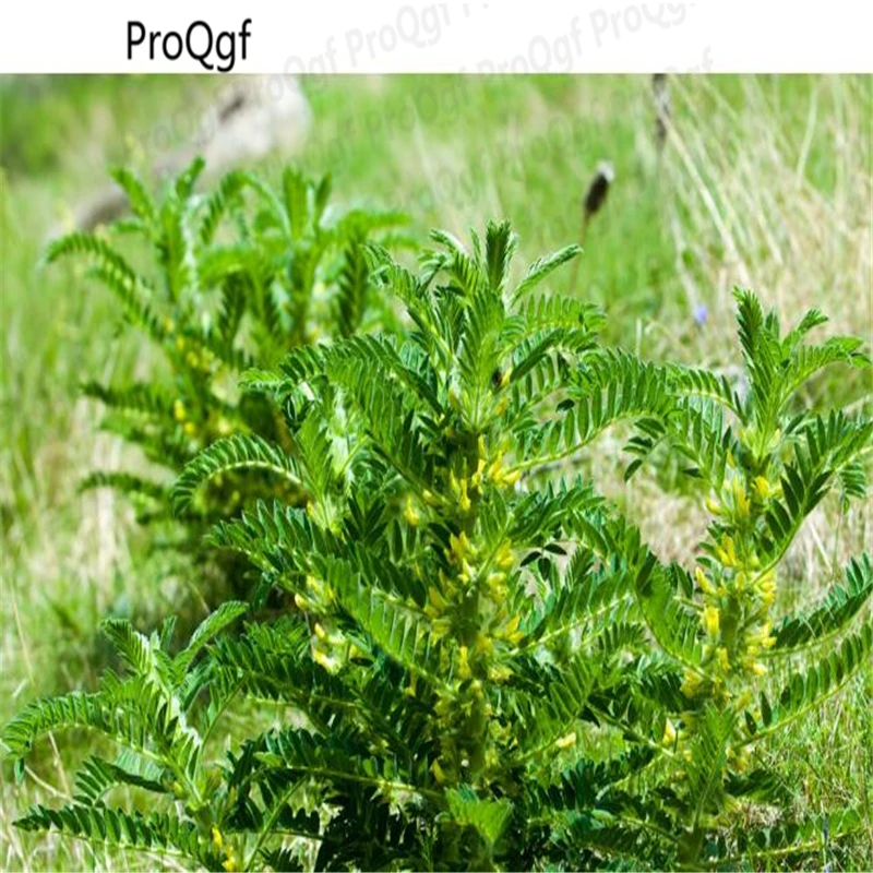 Ngryise 5000Pcs A Set Astragalus membranaceusin Bonsai from Home