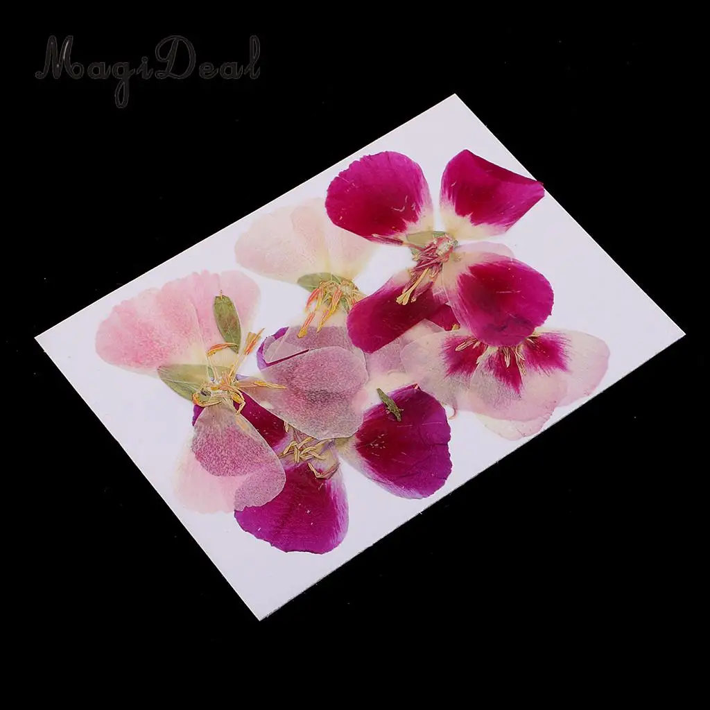 6x Natural Pressed Real Dried Flower Specimen for Jewelry Making Resin Casting DIY Craft Scrapbook Embellishment 4-7cm