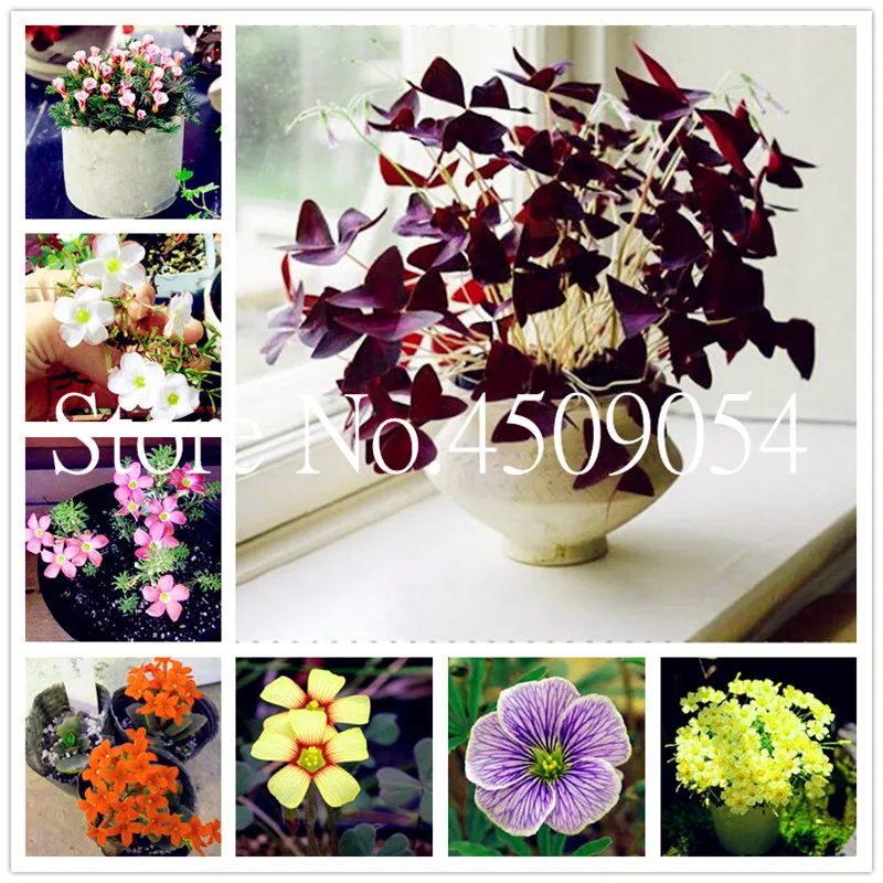 

100 Pcs Oxalis Wood Sorrel Flower Oxalis Purple Shamrock Clover 100% Real Flower Bonsai plant Perennial Outdoor for Home Garden