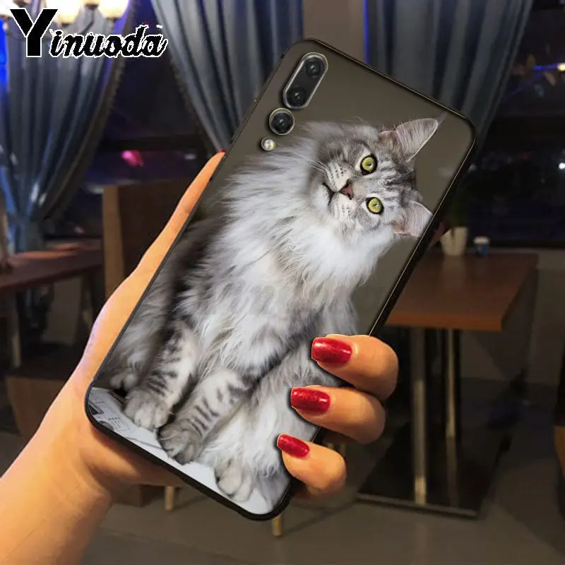 pet maine coon cat