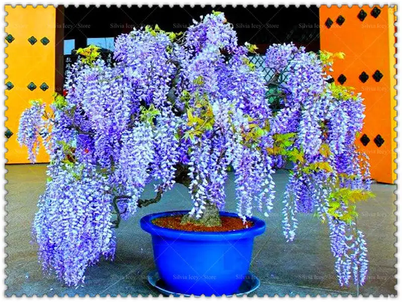 5 Pcs/Lot Wisteria Bonsai Plants Rare Wisteria Flower Bonsai Tree Perennial Indoor Ornamental Potted Planting for Home Garden 5 Pcs/Lot Wisteria Bonsai Plants Rare Wisteria Flower Bonsai Tree Perennial Indoor Ornamental Potted Planting for Home Garden