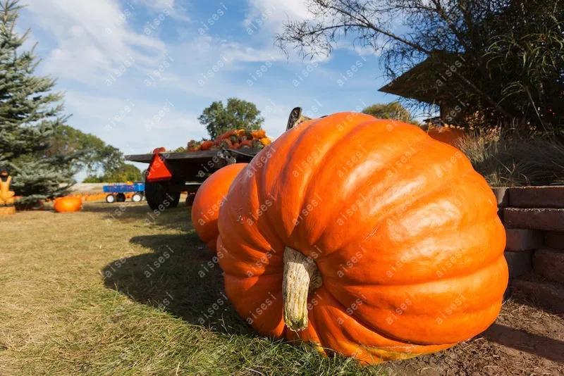 20pcs/ Giant pumpkin bonsai, vegetable plant large U.S. super giant pumpkin flores for home and garden