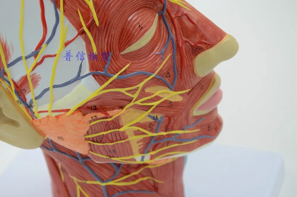 "Человек, череп с мышцами и нервами кровеносного сосуда, головной раздел головного мозга, анатомическая модель человека. Школьное медицинское обучение"