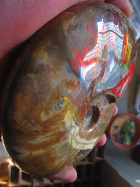 Cheap 610g(1.34 lb) Iridescent Ammonite Ammolite Specimen Fossil Madagascar BFB1230