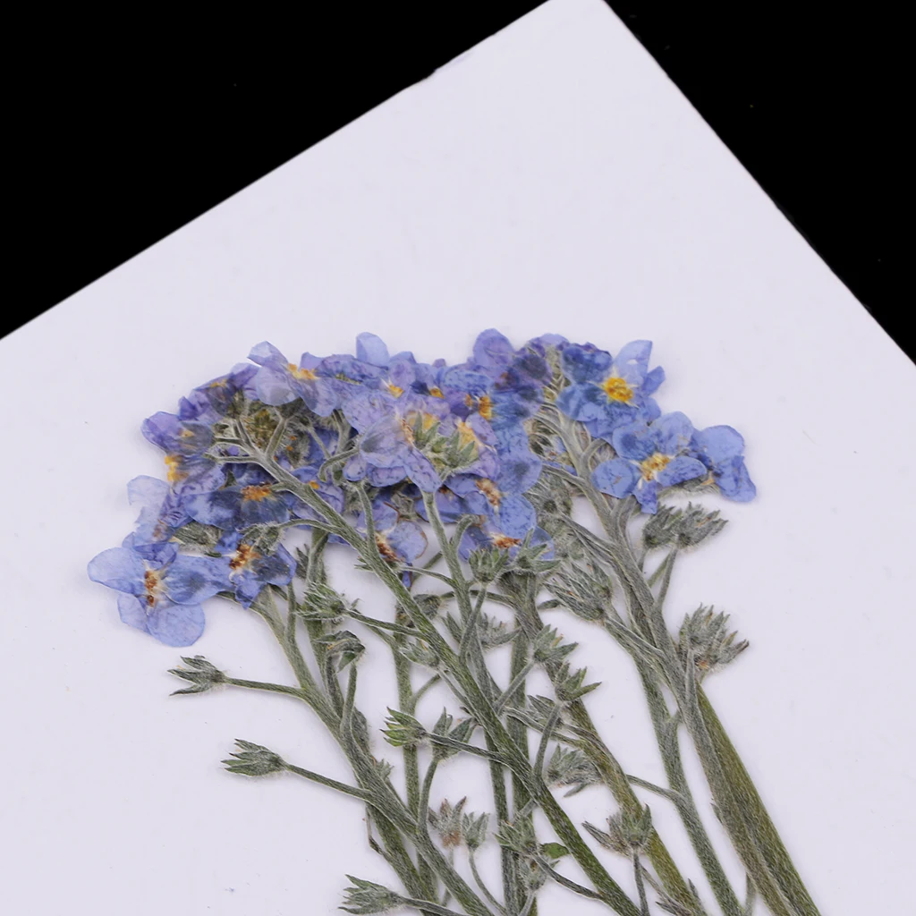 10 Pieces Beautiful Natural Pressed Dried Flowers - Forget me not - for Scrapbooking Arts Crafts Epoxy Resin Jewelry Making DIY
