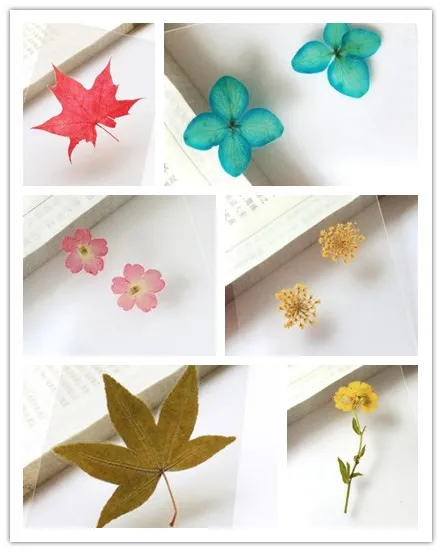 5 Kinds Beautiful Dry Flower Pressed Flower Craft Card Bookmarks Sample Girl Gift