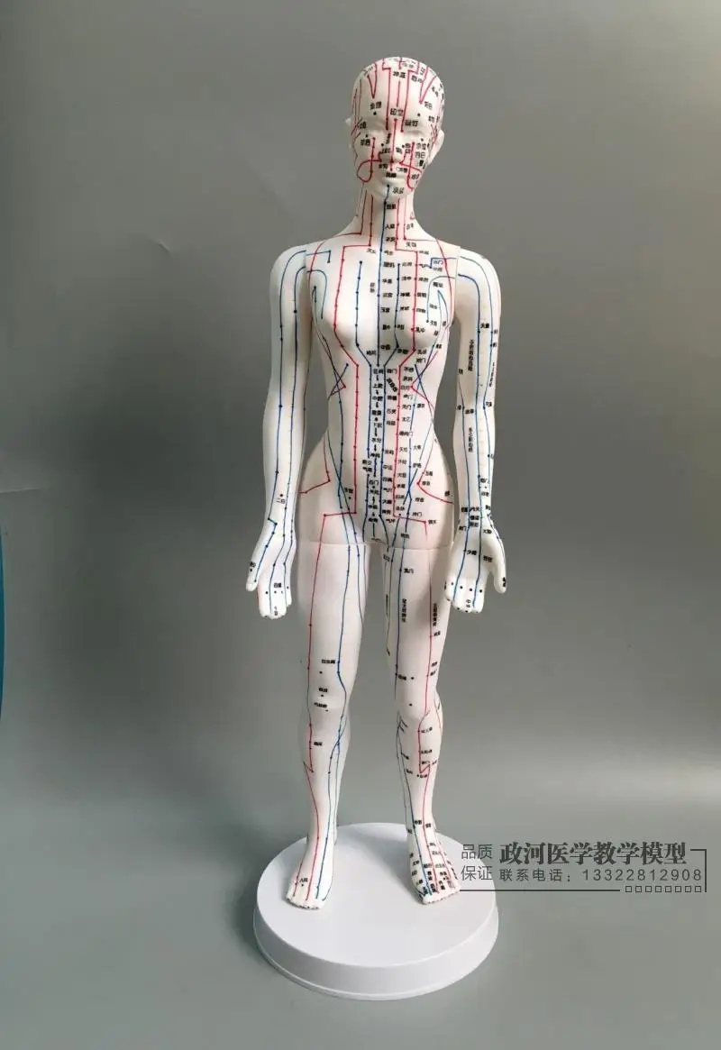

Human Body Acupuncture Model Female Meridians Model Chart Book Base 48cm