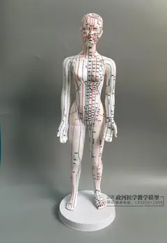 

Human Body Acupuncture Model Female Meridians Model Chart Book Base 48cm