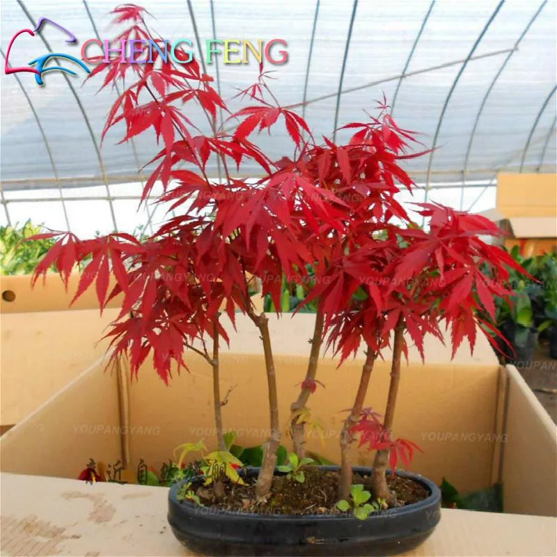 

50pcs Yellow Maple Bonsai Plantas Home Garden plants Tree backyard Gold giant plant Decoration Bonsais pots