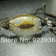 10 шт. смешанный лот ЗОЛОТОЙ СКОРПИОН настоящее насекомое прозрачные beades ручной работы браслет оптом цена ювелирные изделия