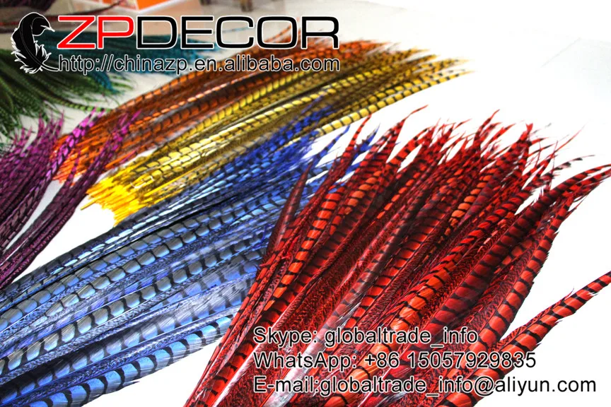 lady amherst pheasant feathers (8)