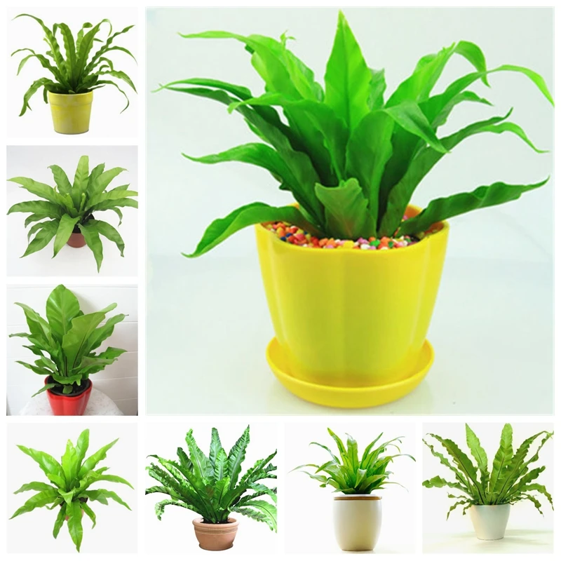 

100 pcs/ bag Imported Schefflera Bonsai Flower Plant Outdoor & Indoor Potted Ornamental Succulent Planta for Home Garden Flore